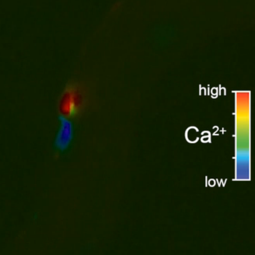 Diagram showing VC neuron activity during C. elegans egg-laying behavior