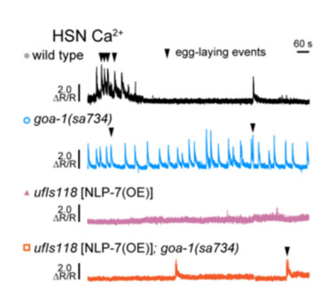Graphical summary of presynaptic Gao signaling in C. elegans egg-laying circuit